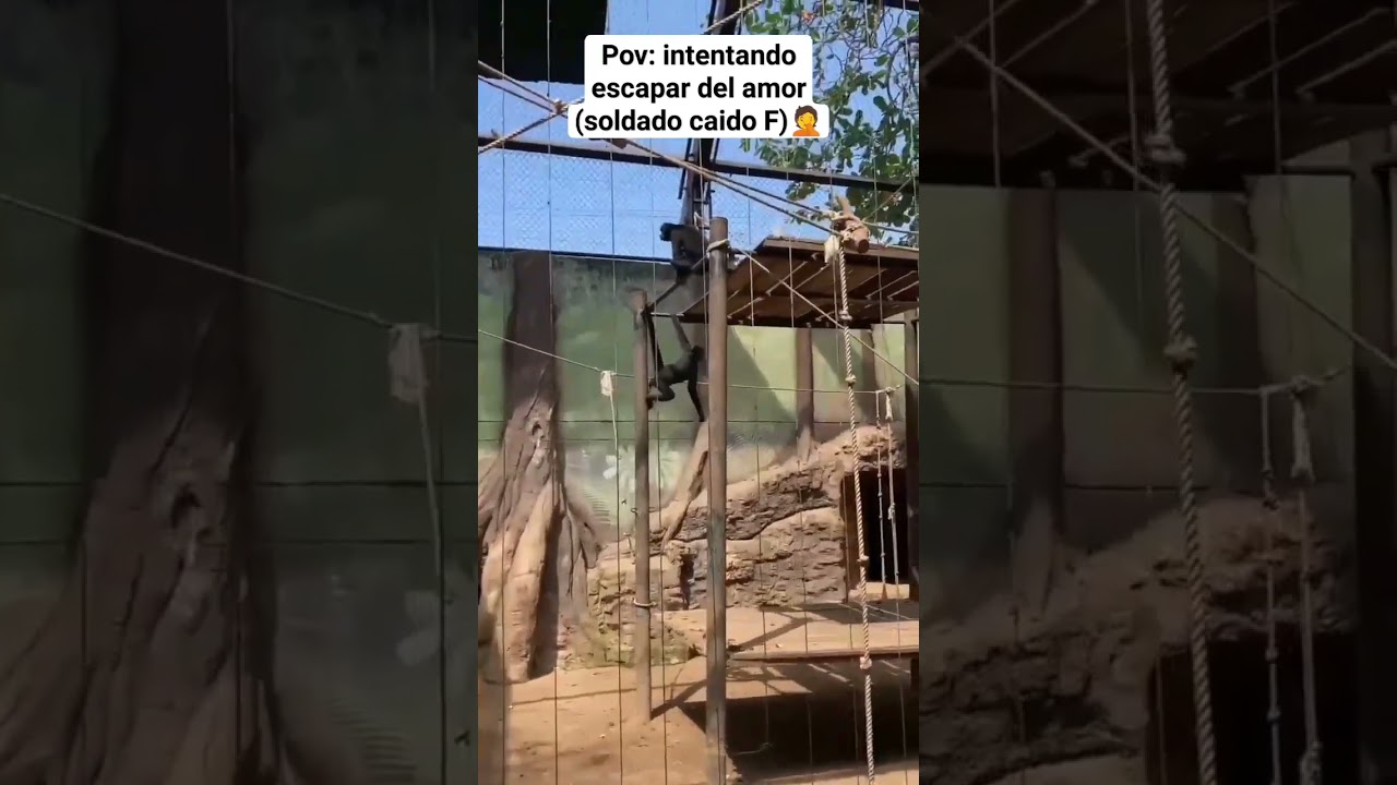 MONO intentando escapar del AMOR 😂😬