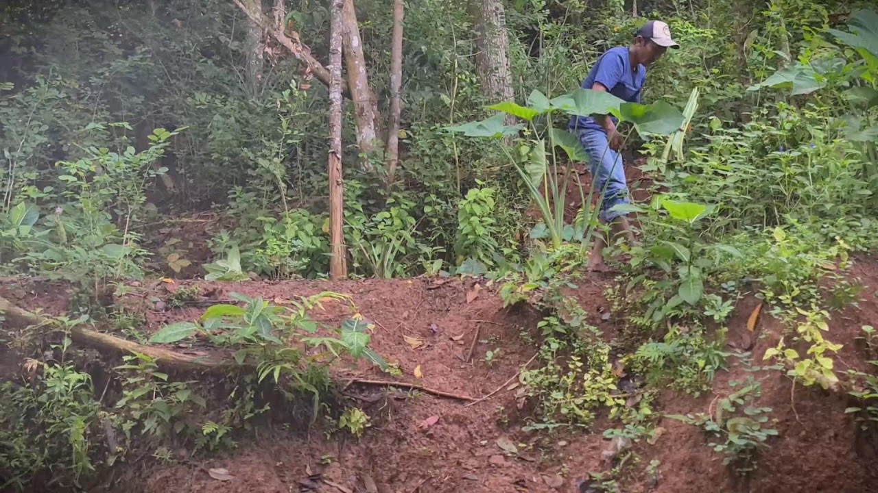 Wild Edibles: How to Select and Cook Taro Stems _FarmersLife _Shorts