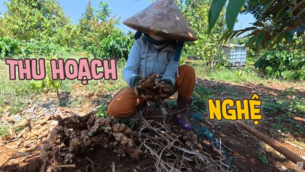 Mùng 7 Ra Rẫy Phụ Giúp Gia Đình Tưới Cafe & Thu Hoạch Nghệ || Vợ Chồng Bé Bỏng