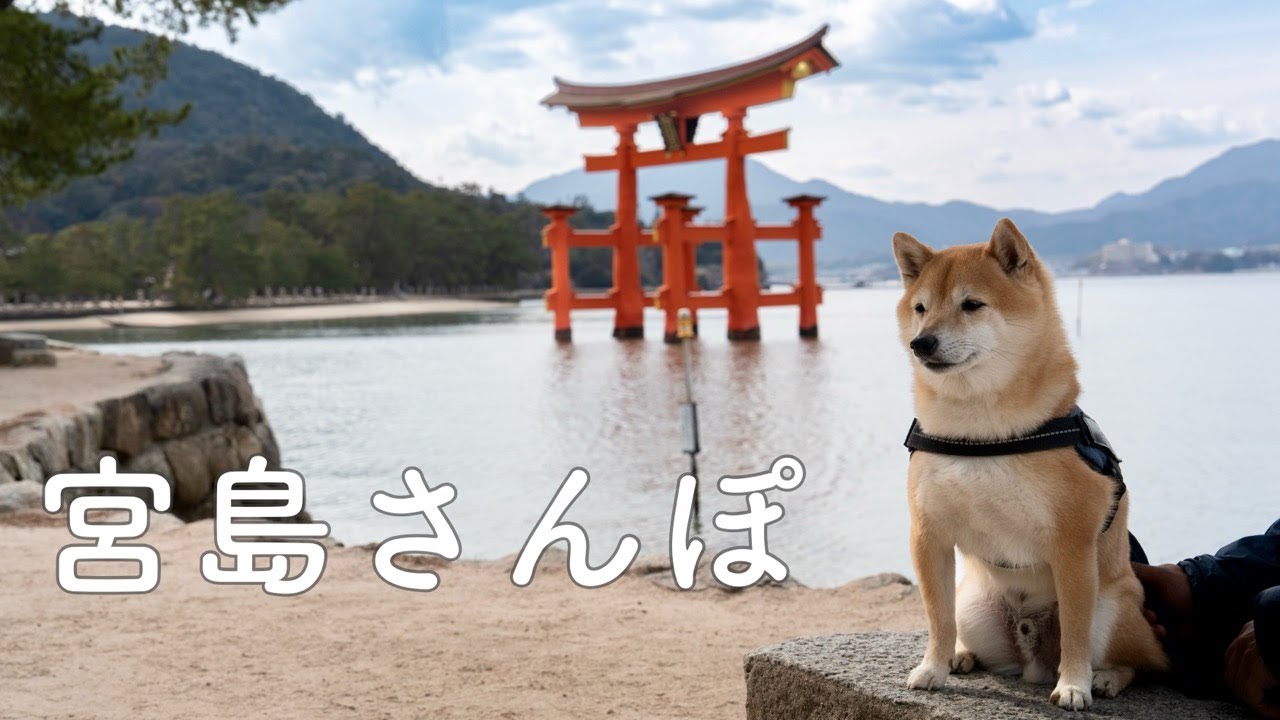 【犬連れ旅行】宮島さんぽ 食べ歩きも観光も満喫してきました（広島）