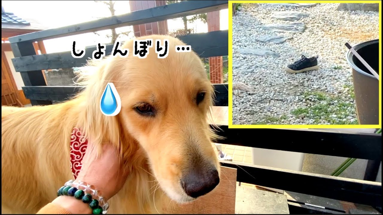 靴泥棒はきみだよね？！【ゴールデンレトリバーまる】