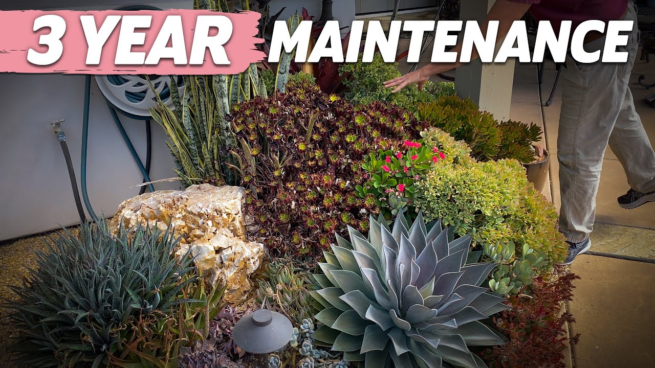 3 Year Succulent Maintenance in Encinitas