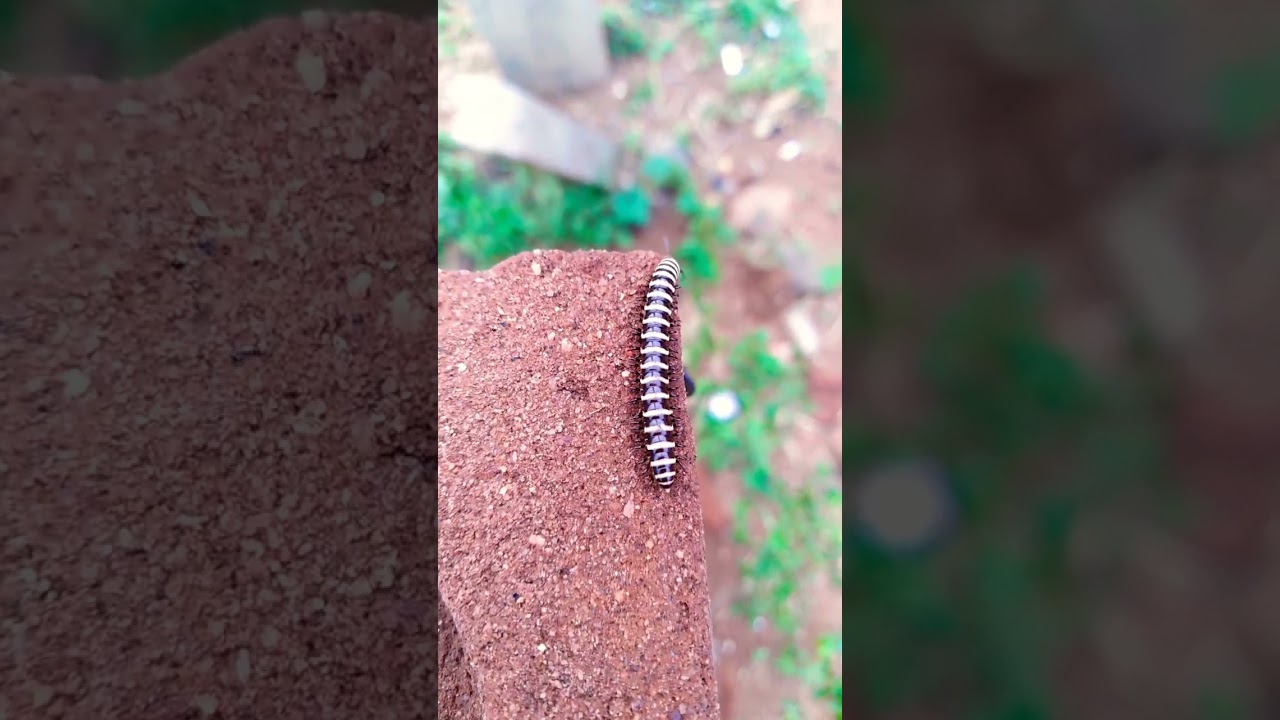 Millipede Part - 41 #short