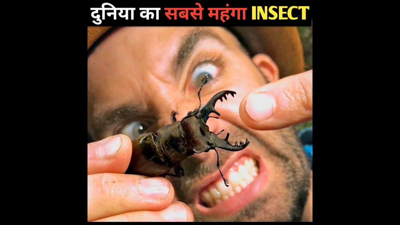 दुनिया का सबसे महंगा कीड़ा! Stag beetle rare insects! 