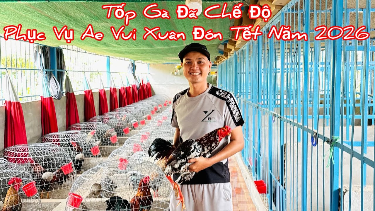 Tốp 🐔 Gà Đã Chế Độ Phục Vụ Ae Vui Xuân Đón Tết 🧧 Năm 2026