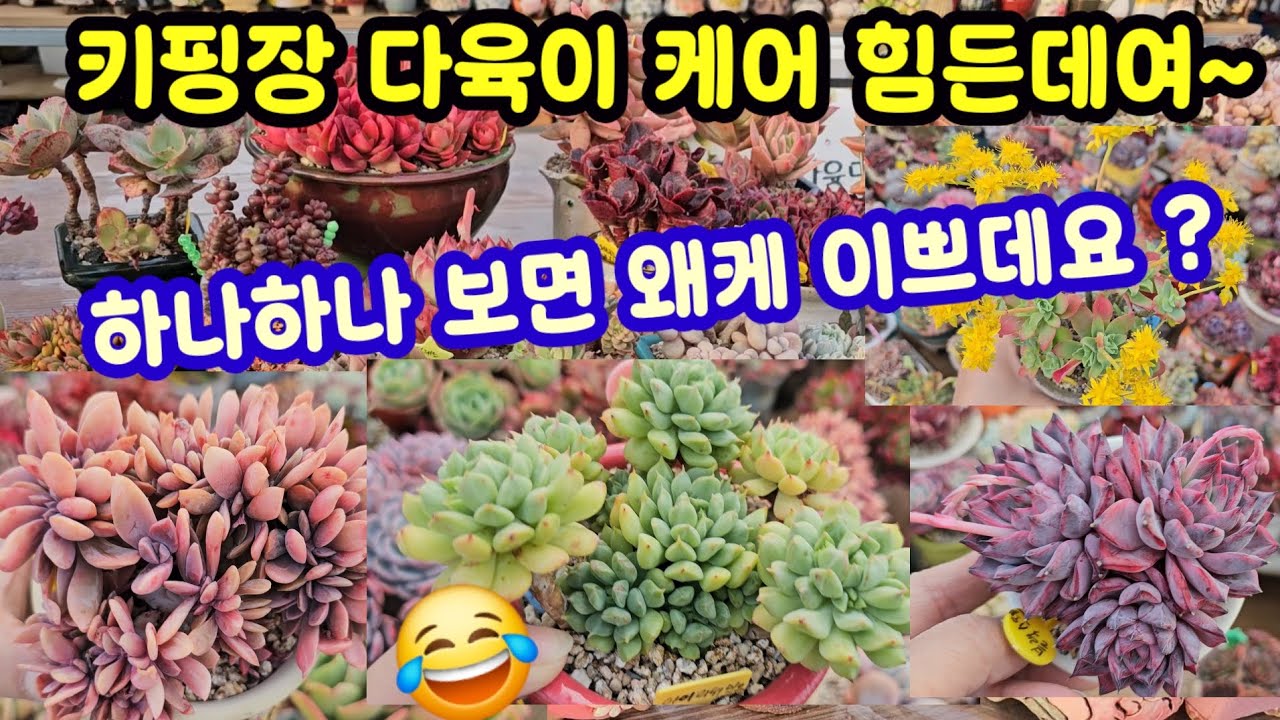 키핑장 다육이 부지런히 분갈이 해야쥬~😂힘든데 하고나면 예뻐지니깐~~♡♡😆