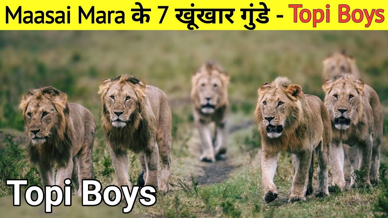 गैंग बनाकर मचा रहे Maasai Mara में तबाही || The True Story Of Topi Boys Lion Brothers || 