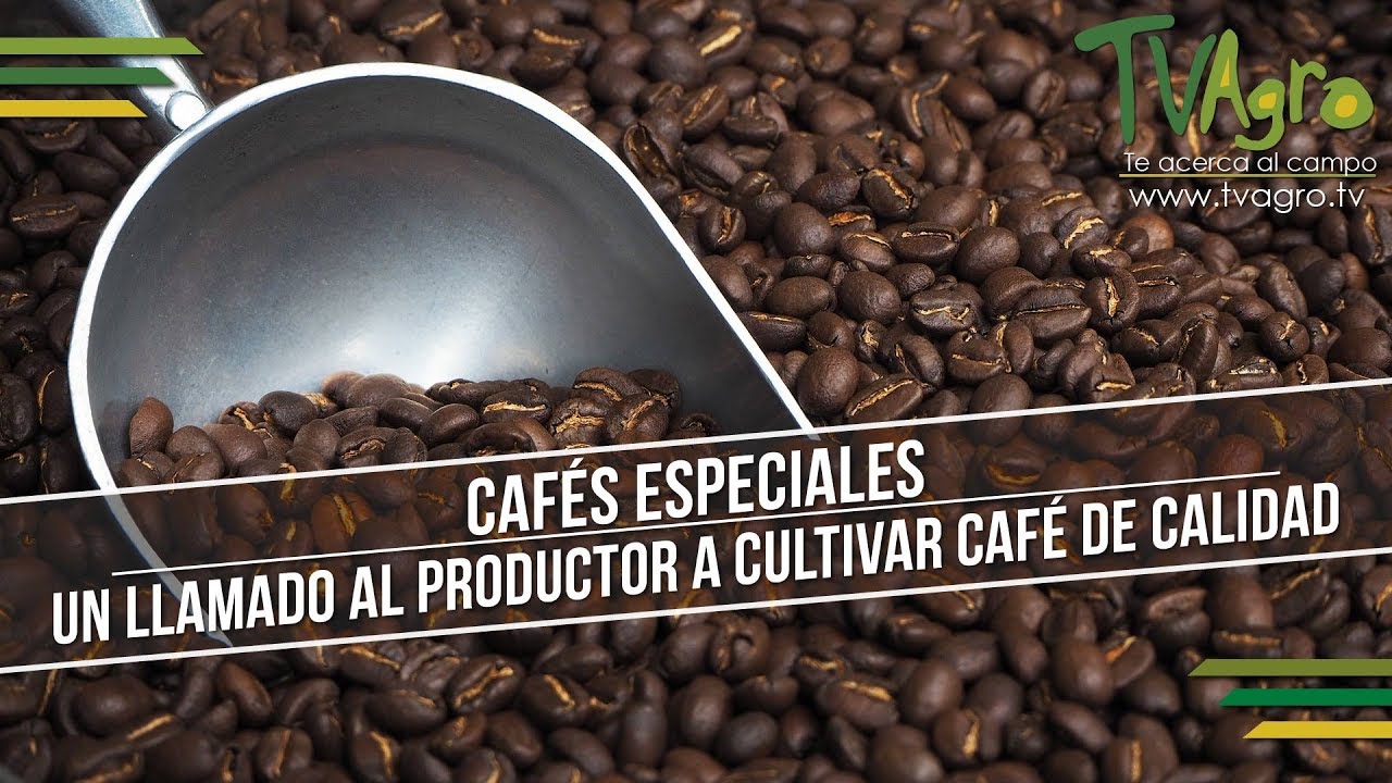 Cafés Especiales: Un Llamado al Productor a Cultivar Café de Calidad - TvAgro por Juan Gonzalo Angel