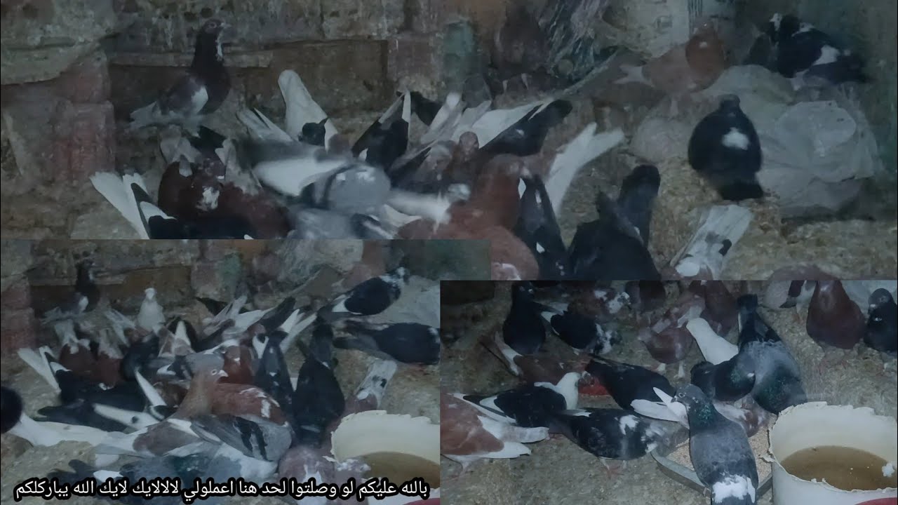 لو متعبتيش في الدنيا علشان ربنايكرمك في الحلال يبقي مش هترتاحي اوعي تمدي ايدك لحاجه عارفه انها حرام 