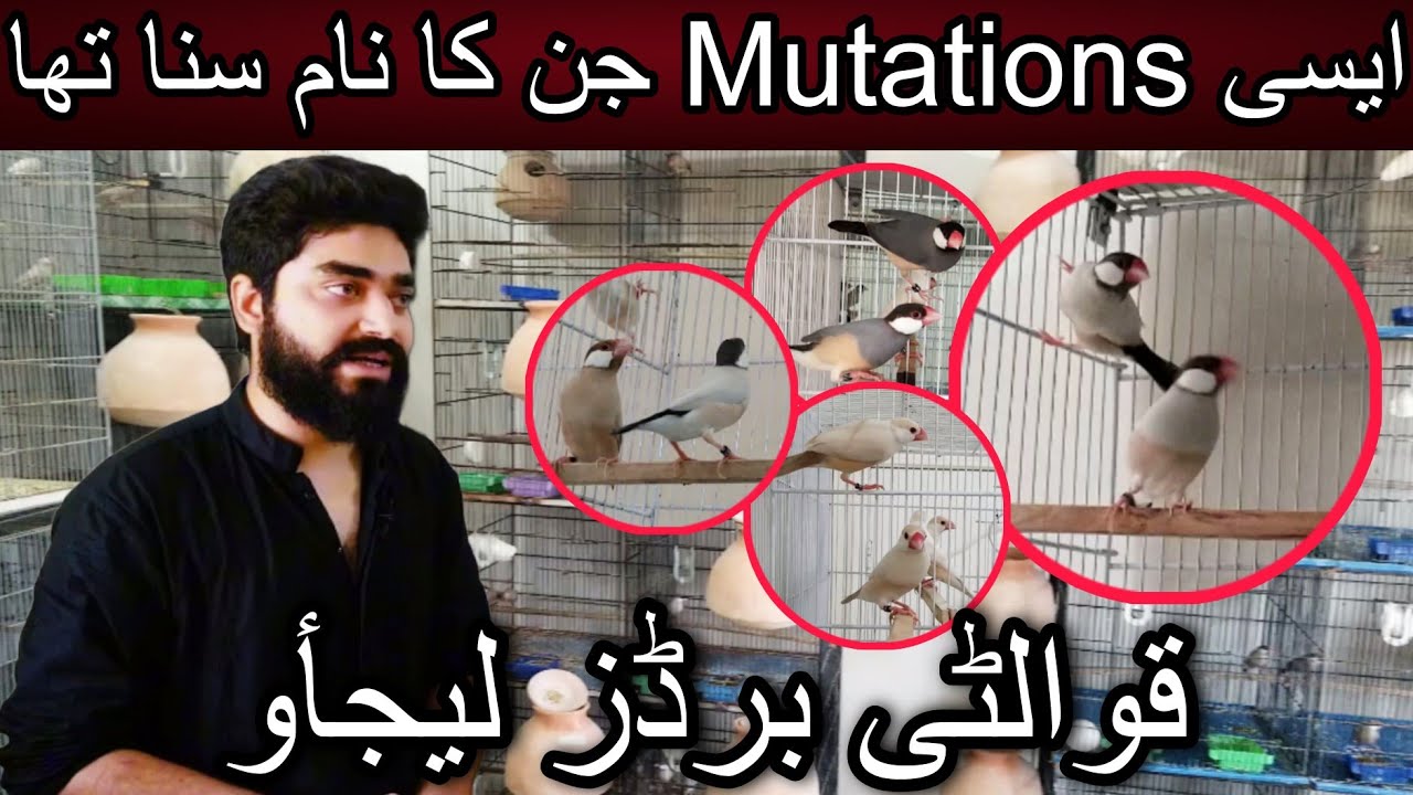 High mutations java setup in karachi | Cheap price birds | Fawn agate | Emo java | Paste java |Topaz