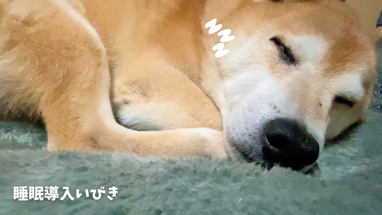 柴犬の熟睡イビキ #柴犬 #Shiba #shibainu