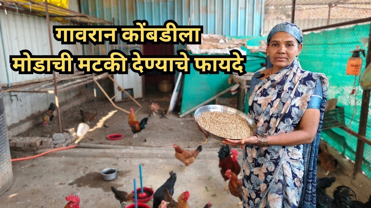 गावरान कोंबडीला मोडाची मटकी देण्याचे फायदे #gavrankukutpalan #gavrankombdi #desipoultry 