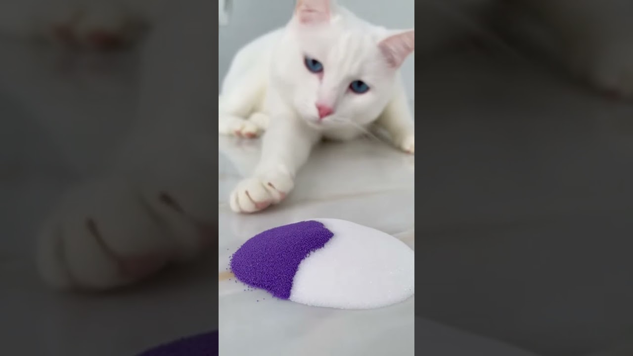 🔮 Dreamy Stardust ASMR! White Cat Mixes Purple & White Sand: Elegant Flow & Touch 