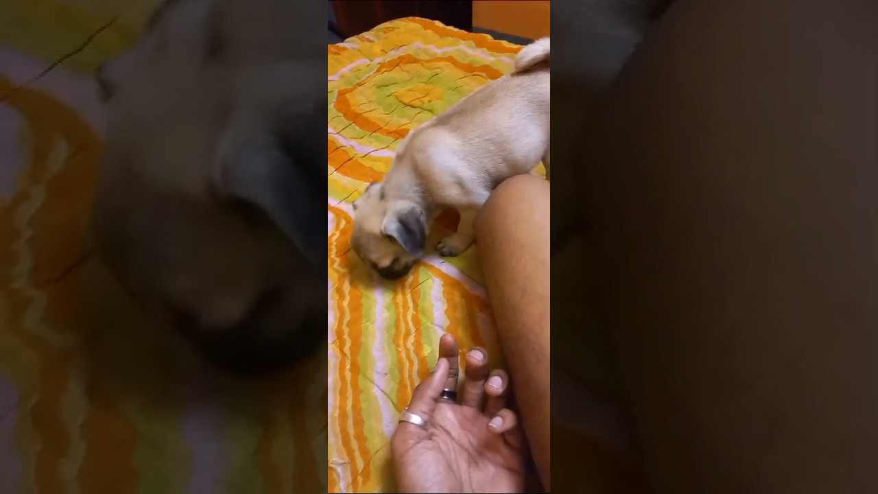 low price pug puppy available 🥰❤️