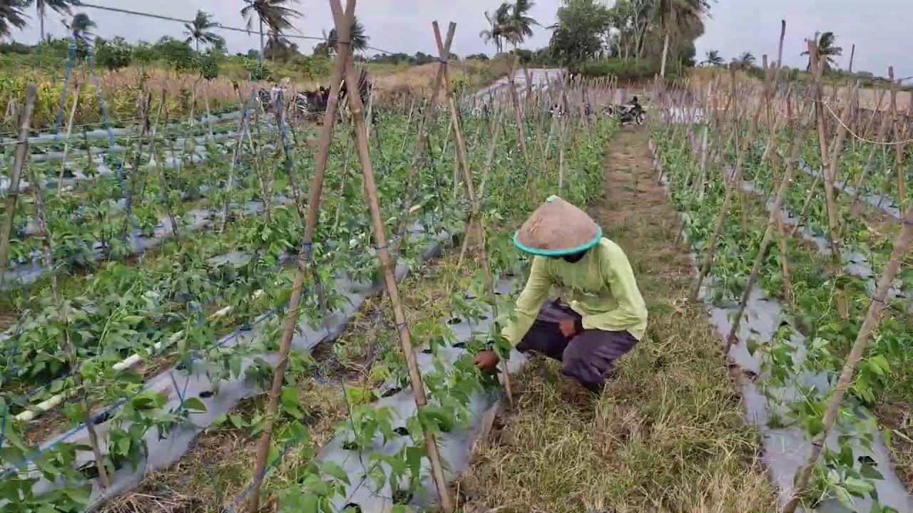 WATCH HOW THIS FARMER GUIDES LONG BEANS TO GROW TALLER AND MORE PRODUCTIVE! - Agriculture Gardening