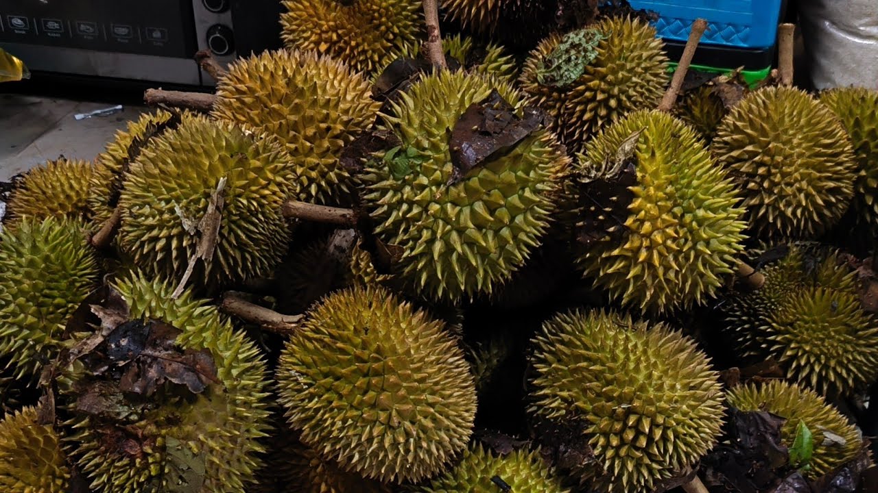 Pergi ambil buah Durian di kebun