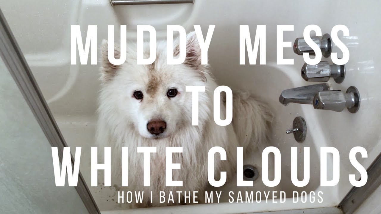 Mud Brown to White Samoyed! | Tips on How to Make Bath Time Painless for Your Dog