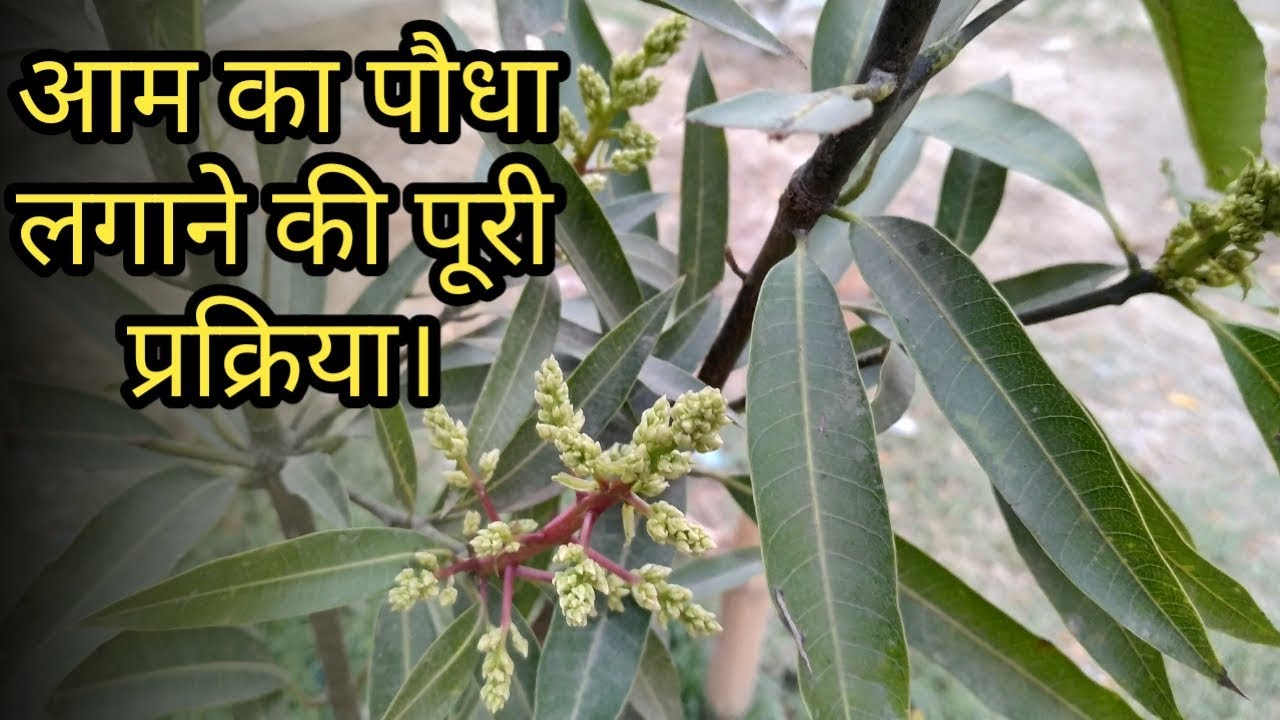 आम का पौधा लगाने की पूरी प्रक्रिया ।