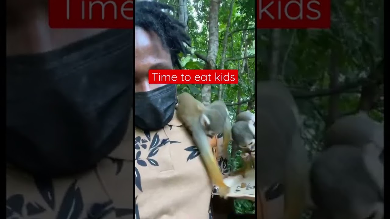 Monkey Feeding Time