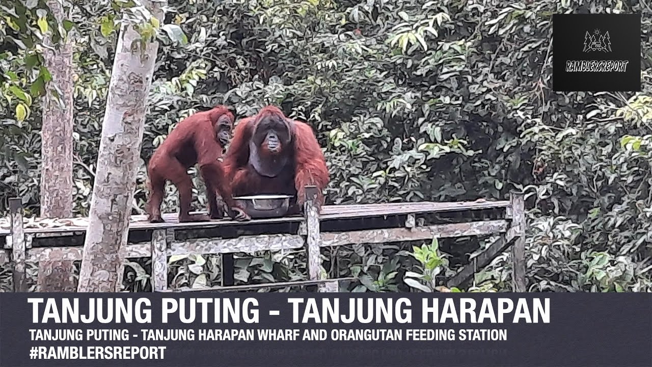 'Borneo Backpacking' - Tanjung Puting - Tanjung Harapan Camp