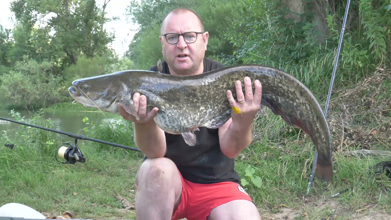 ( 1 partie ) Pêche de la carpe dans la rivière l orb  #carpes  #silure  #rivière #sauvage #Hérault
