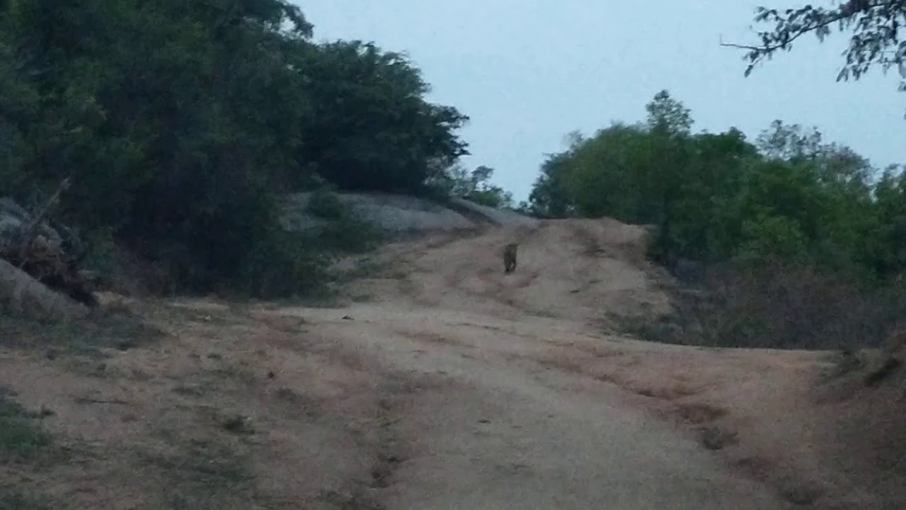 Magadi forest, today I saw lioness on the way back to home