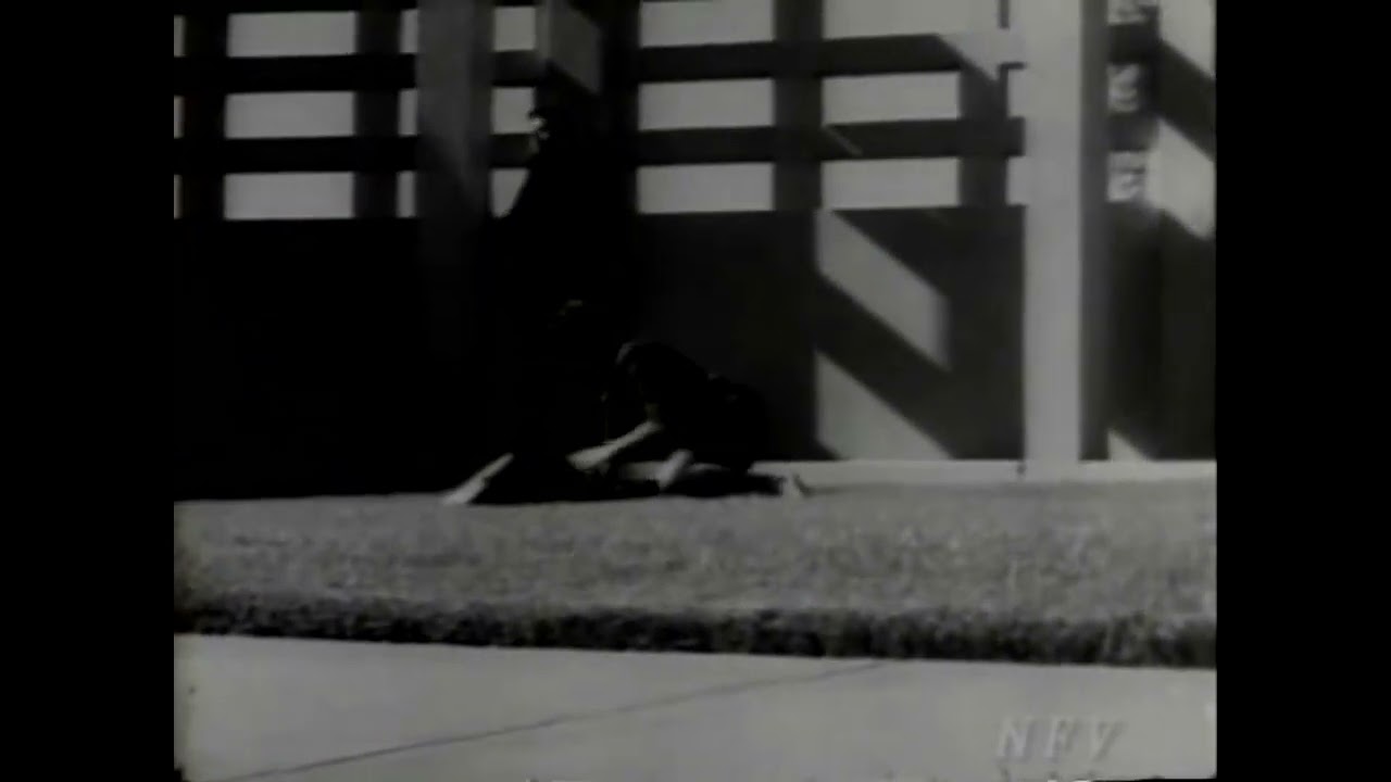JFK Assassination Dave Wiegman film