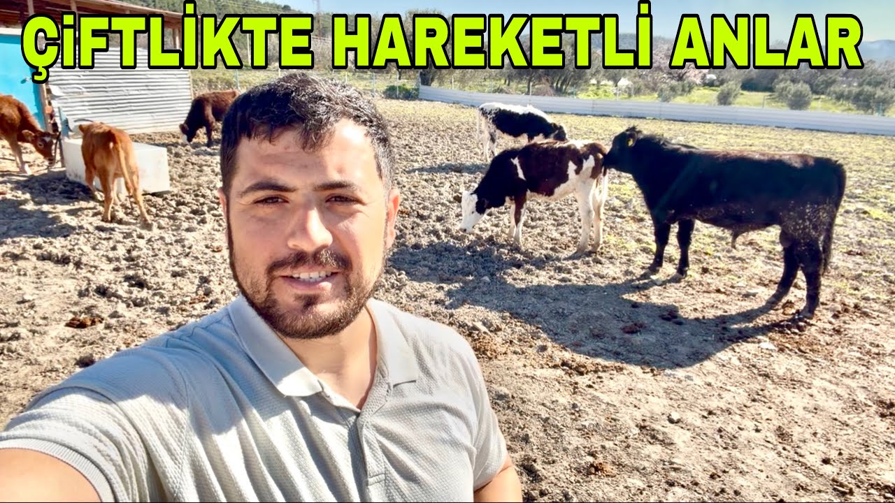 YENİ ALINAN DÜVELER KIZGINLIĞA GELMEYE BAŞLADI~ANGUS BOĞA FENA ÇIKTI
