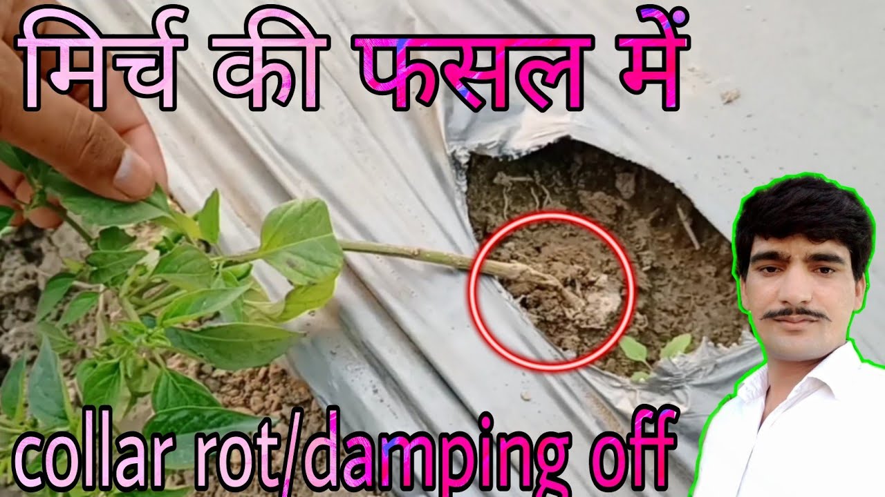 मिर्च की फसल में collar rot/collar rot in chilli/collar rot disease/damping off in chilli