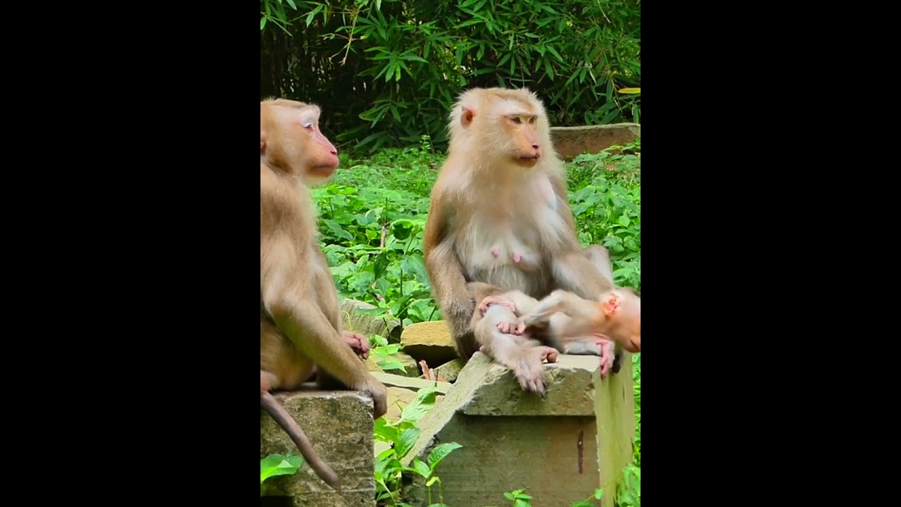 07-25-25 Monkey Discovery 013 