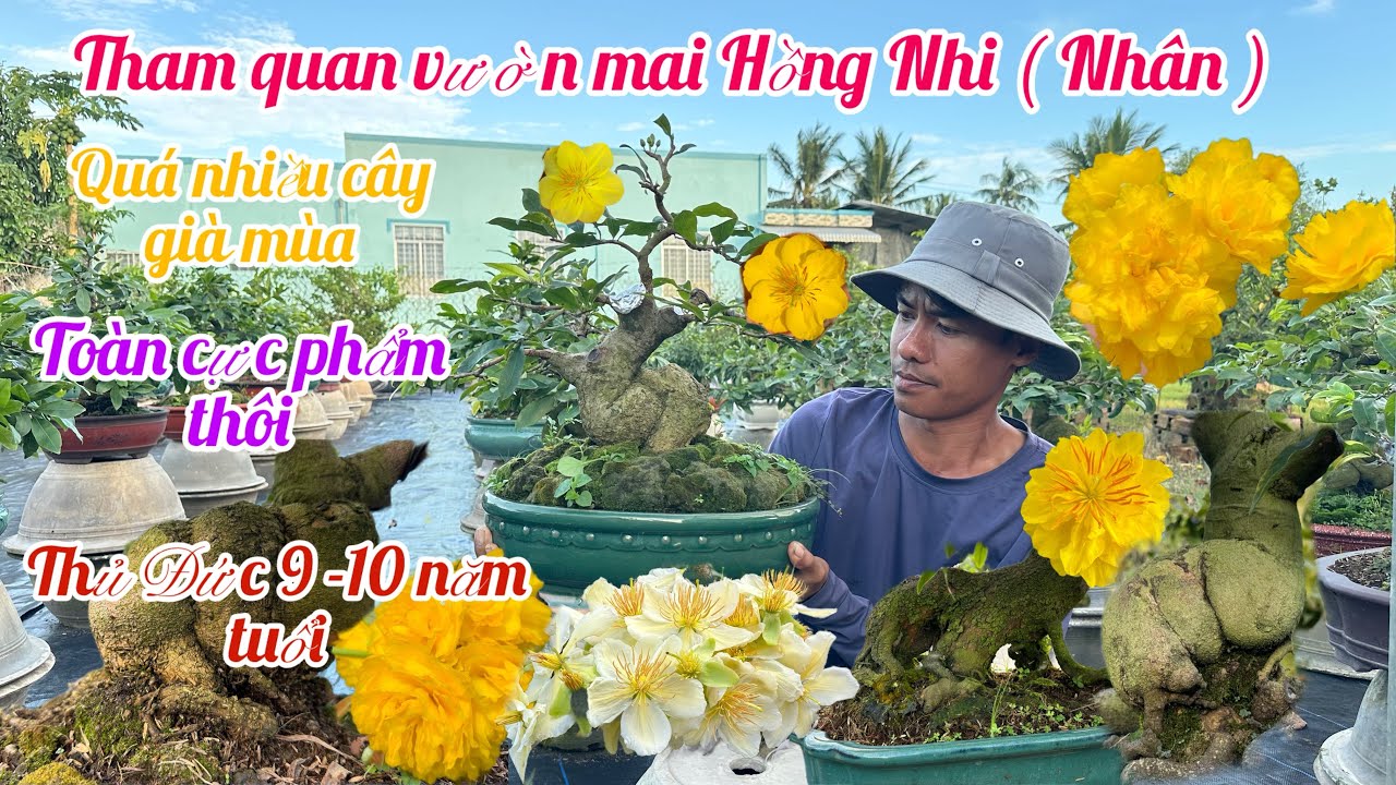 4/12 🌼 Gl Tham quan vườn mai bonsai mini h&agrave;ng r&uacute;t cốt c&acirc;y gi&agrave; m&ugrave;a 🌼 chơi Tết 2026 h&agrave;ng nụ đẹp 