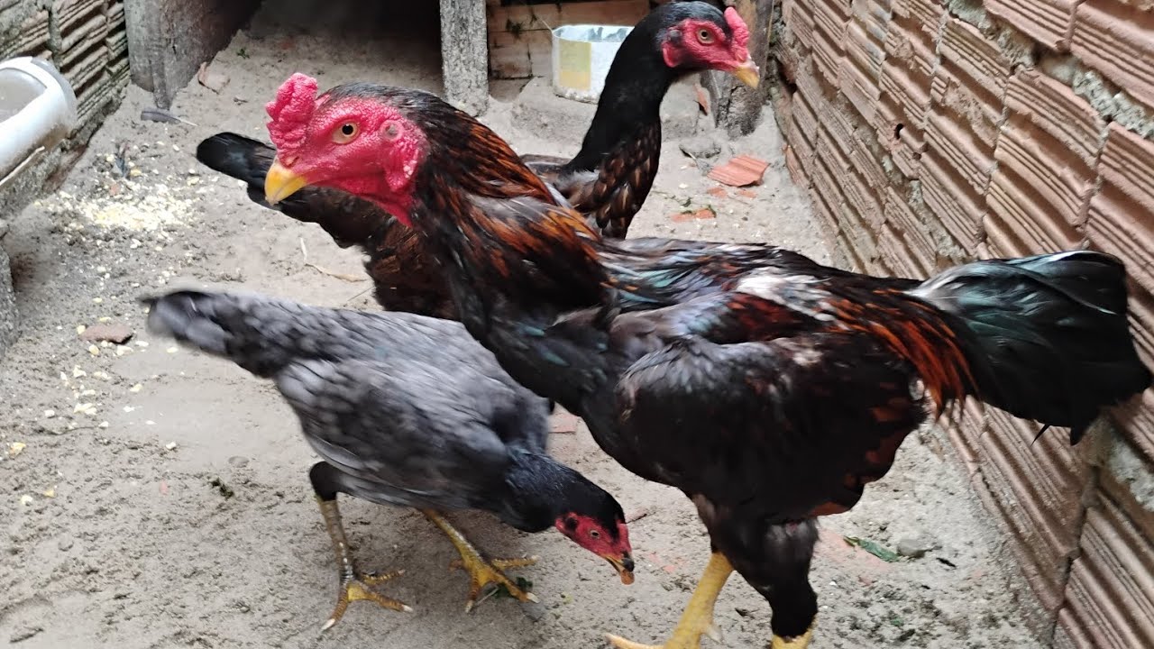 Mostrando minhas aves família 