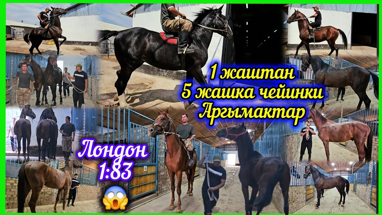 Из Европы прибыли новые жеребцы 😍😍😍 жеребята, мерины, кобылки и крупные лошади 😍😍😍