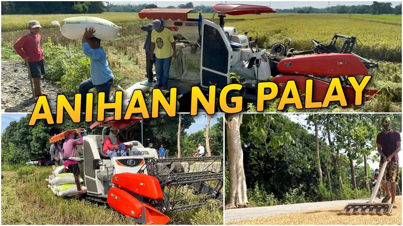 Rice Farming - Pag-ani ng Palay Gamit ang Harvester | San Carlos City, Pangasinan
