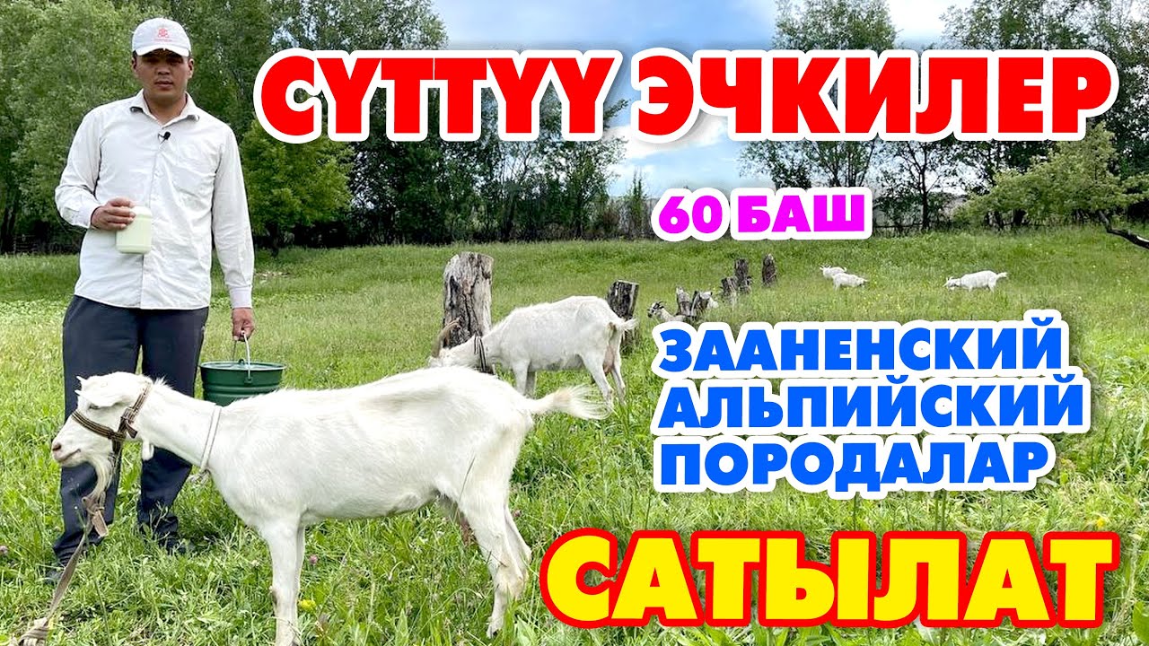 ТАЗА кандуу СҮТ багытындагы ЭЧКИЛЕР сатылат ~ КЕПИЛДИГИ менен