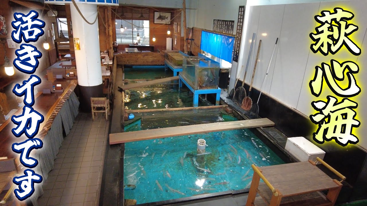 【ほそしろおとこ】山口県萩市で食べれる活きイカ料理・海鮮料理「萩心海」に行ってきました。魚の卸業者が営む創業約30年の活魚料理店です。