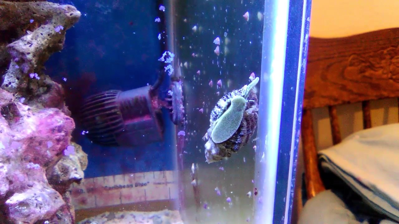 My whelk hunting fresh snails