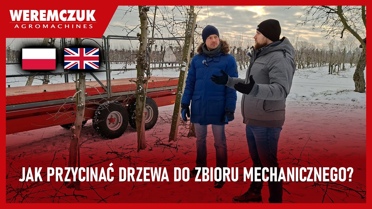 Jak przycinać drzewa pod zbiór mechaniczny? Cięcie jabłoni przed sezonem zbioru.
