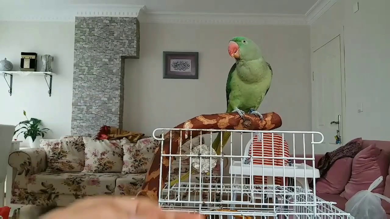 Kuşlarda Kanat Ayarı Meselesi