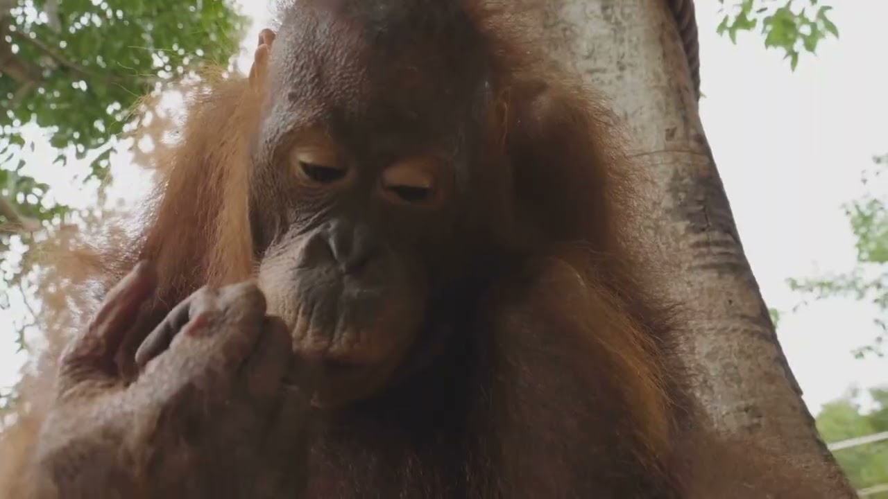 Brite Star-Know-It-All! Orangutan