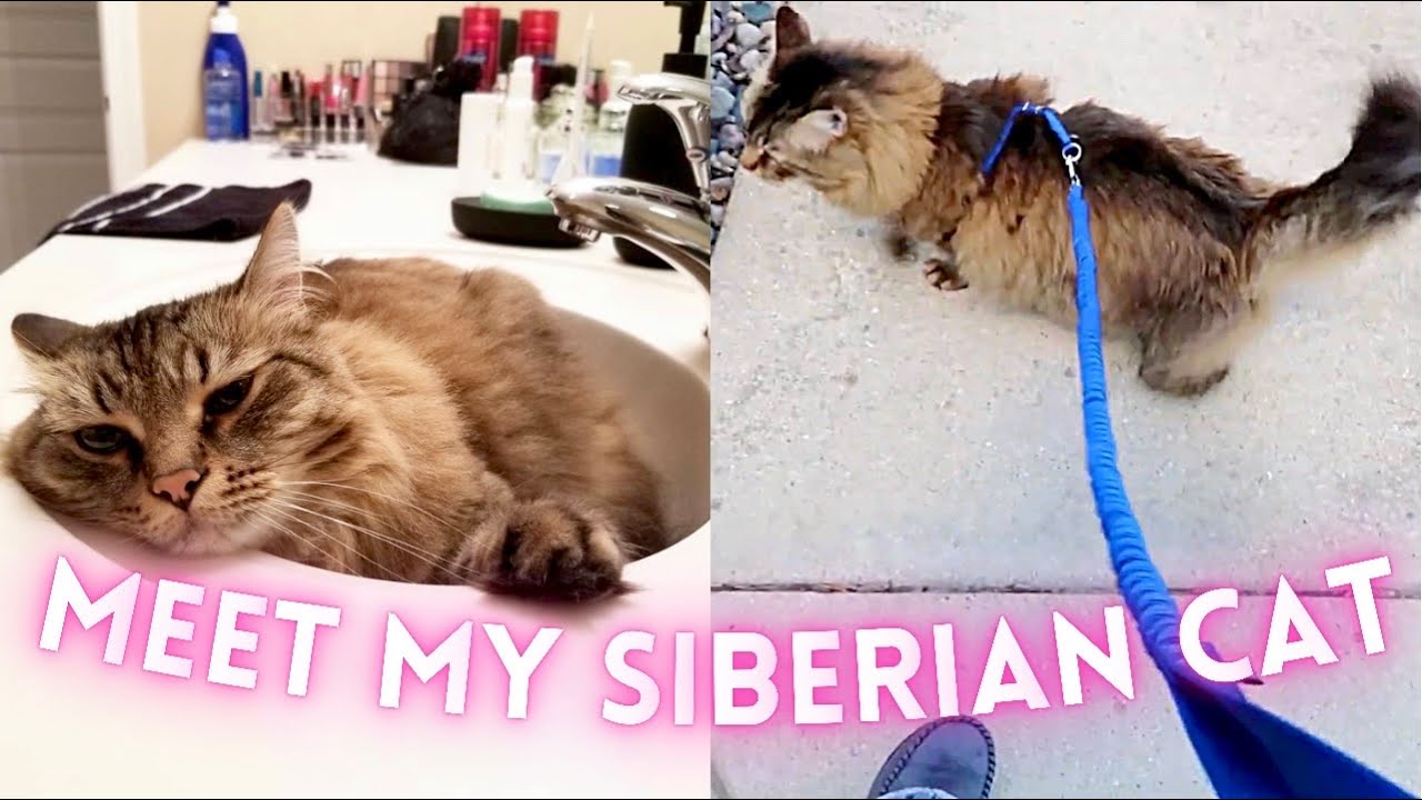 MEET MY SIBERIAN CAT | Siberian Cat 101 | Siberian Cat Hypoallergenic | Walking a cat