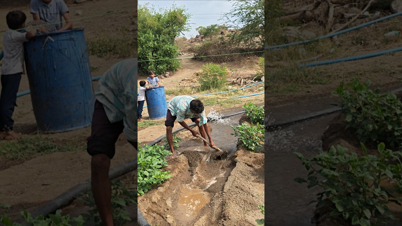 chickpea Farming 🌾 Flood Irrigation system in Rural village #shorts