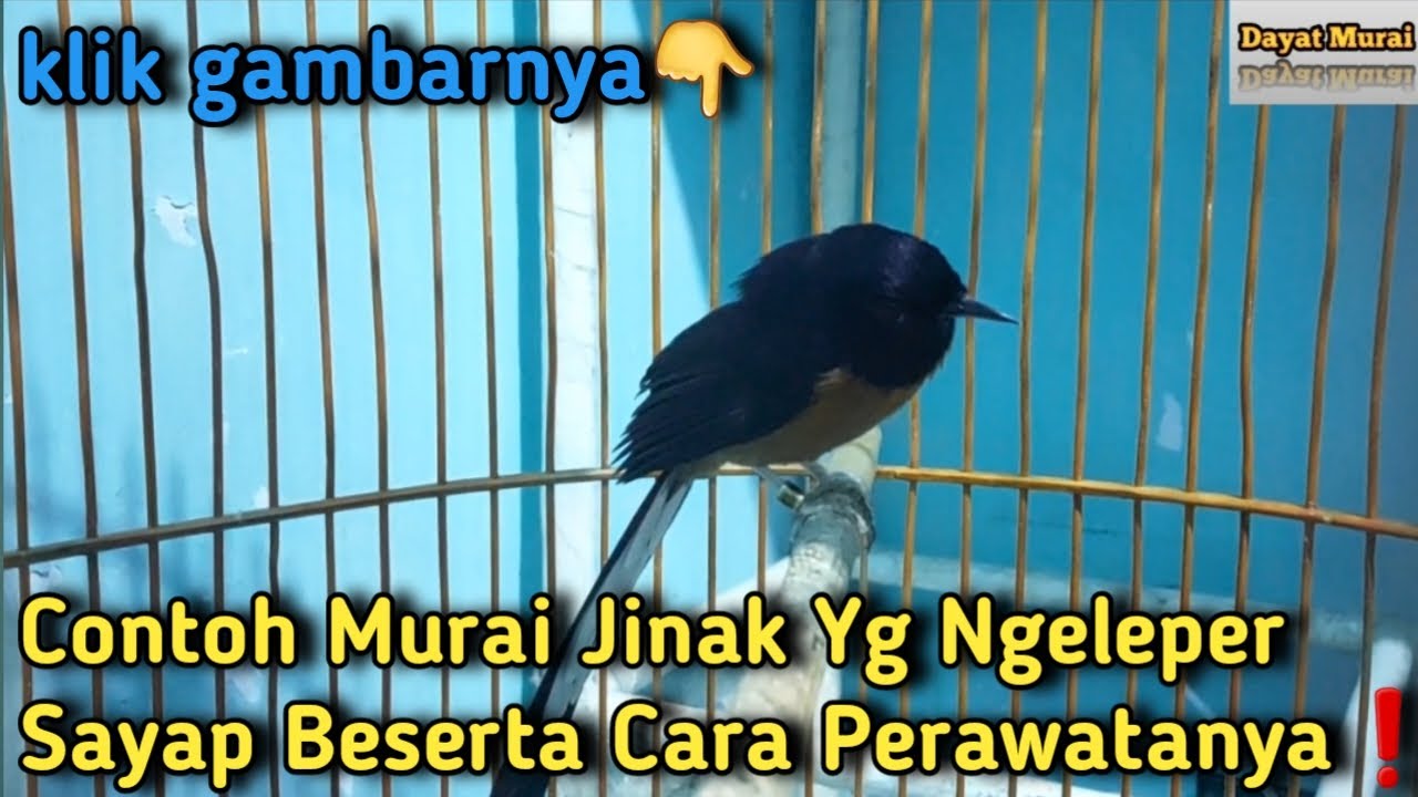 Cotoh Murai Jinak Yg Ngeleper Sayap Beserta Cara Perawatanya❗️