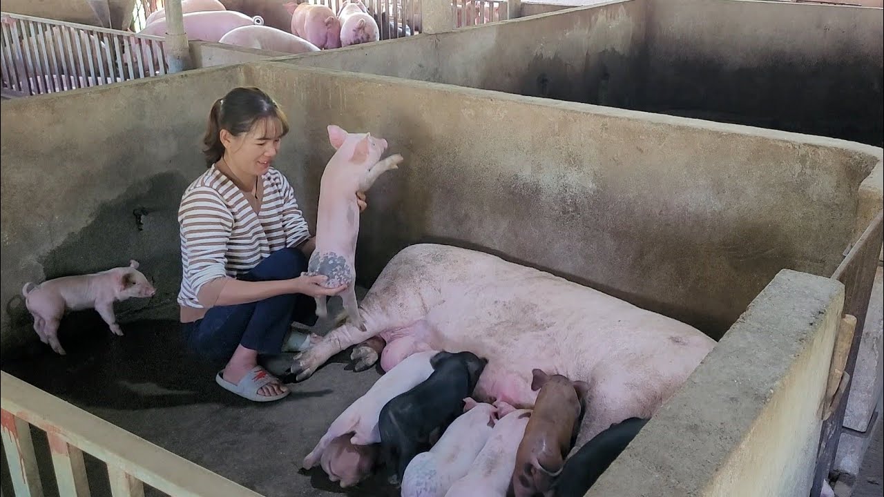 Take care of pigs and chickens.  How to cook bran for pigs from cornmeal.  (Episode 89).