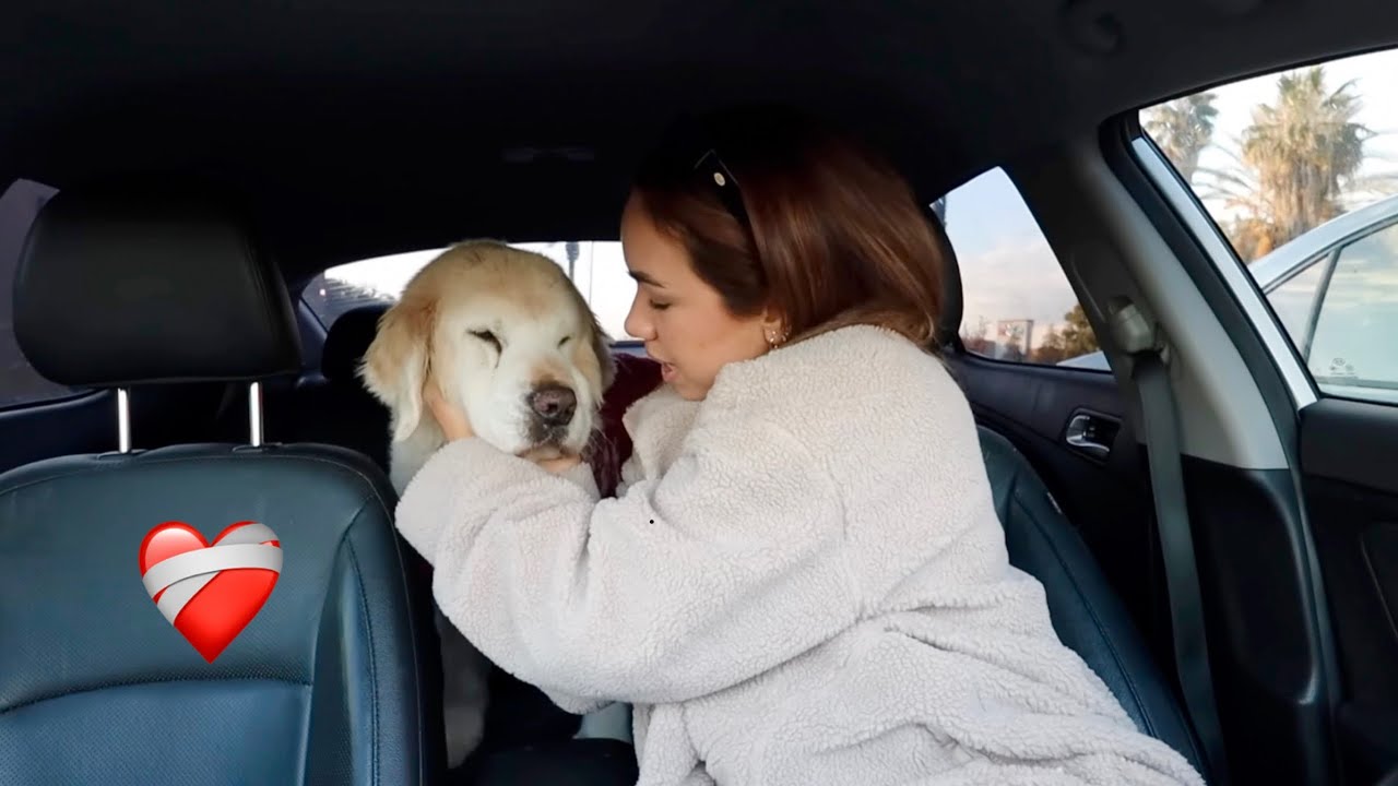 Горе, связанное с домашним животным, — это странно...