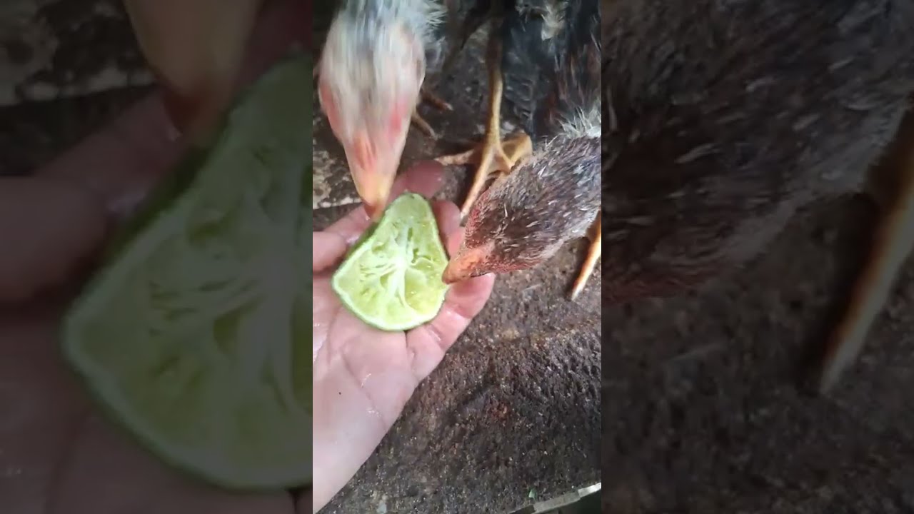 Ao vivo de João Pessoa,  venha acompanhar um pouco da rotina aqui.