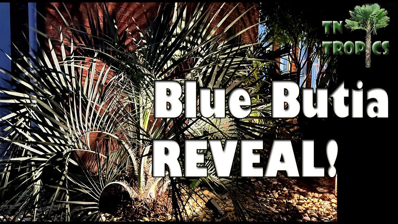 Blue Butia capitata reveal! Did it survive -1F with -25F windchill ?