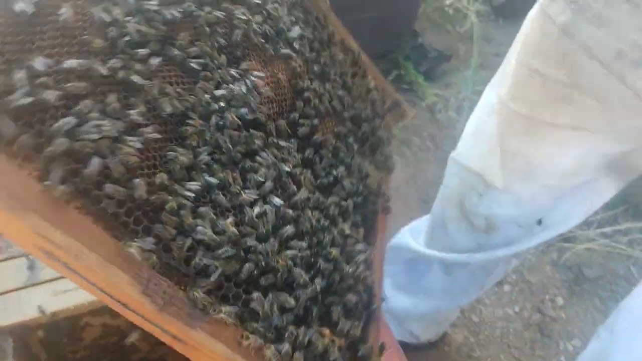 cosechando miel de una colmena layens de 25 cuadros. si te gusta el vídeo suscríbete y siguenos.