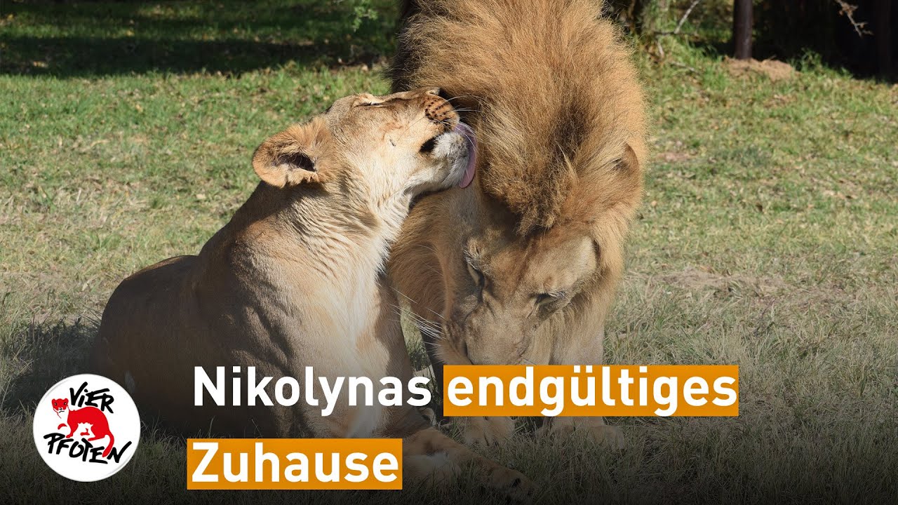 Junge gerettete Löwen finden Liebe - und ein Zuhause - in Afrika | VIER PFOTEN