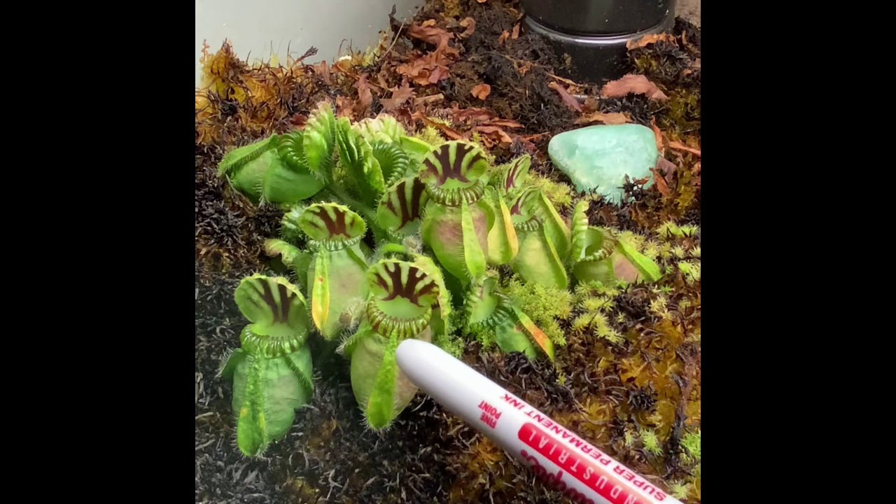 Australian Pitcher Plant (Cephalotus Follicularis)